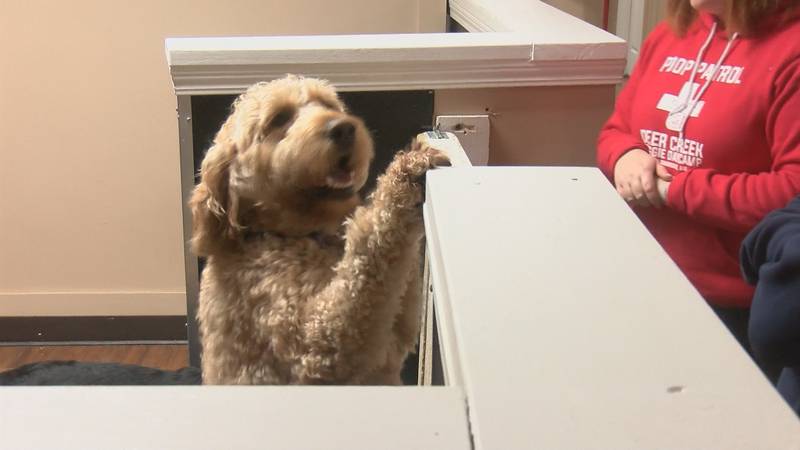 As Missouri's minimum wage increase, more than half of the staff at a doggie day care in Cape...