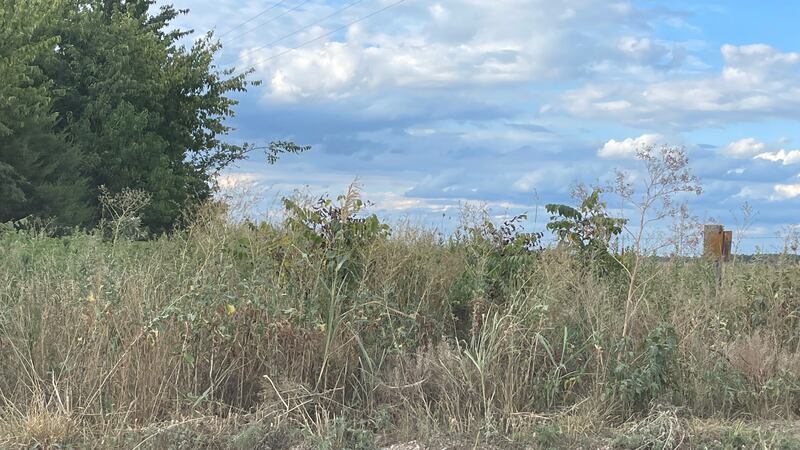 Johnson grass can be toxic to livestock in a drought