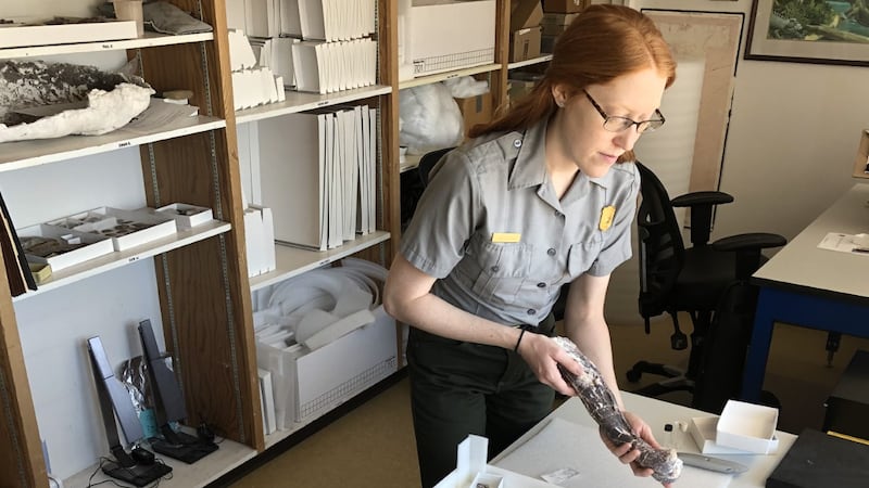 Paleontologist Diana Boudreau works on carefully padding fossils of a phytosaur skeleton.