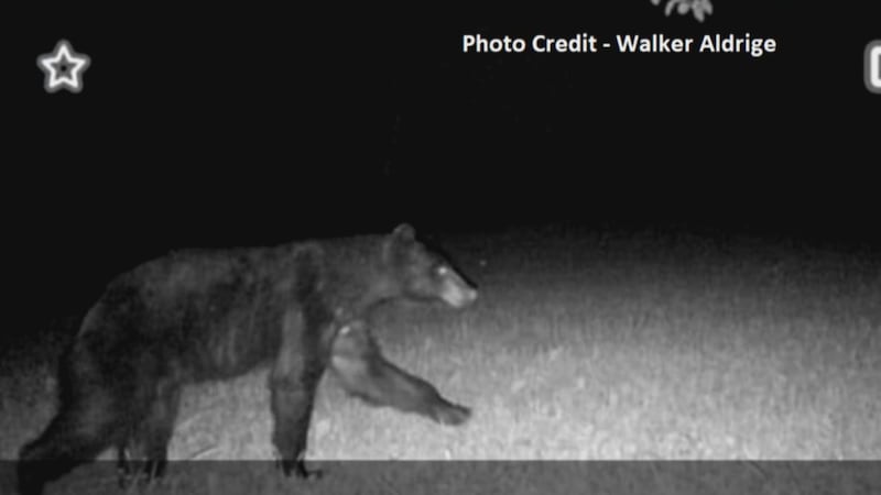 A trail camera just south of Highway 58 snapped a photo of an unusual creature roaming Cass...