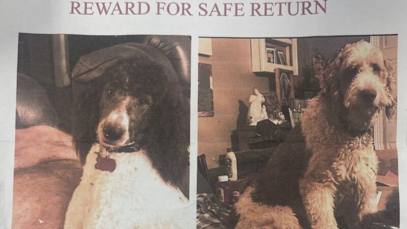 Willard family looking for answers after two of their dogs were stolen, one found dead