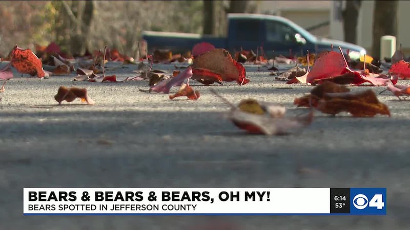bears