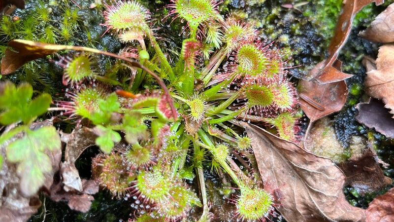 The Round-leaved Sundew was ranked as S1 with a status of Endangered at the state level.