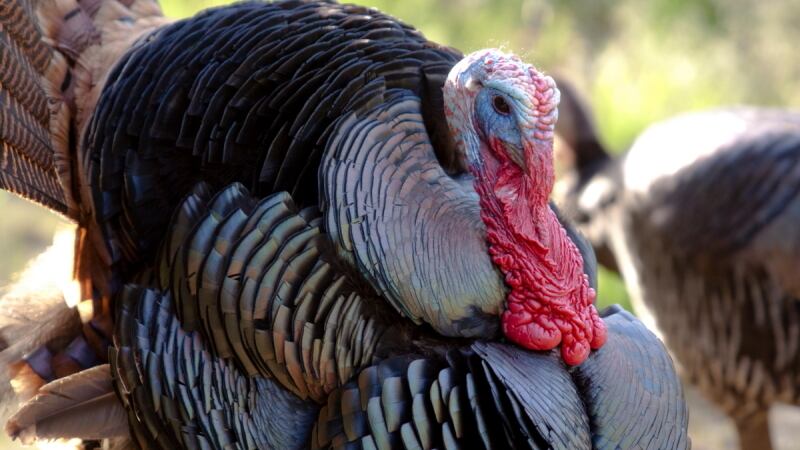The Missouri Department of Conservation (MDC) is seeking input from turkey hunters on possible...