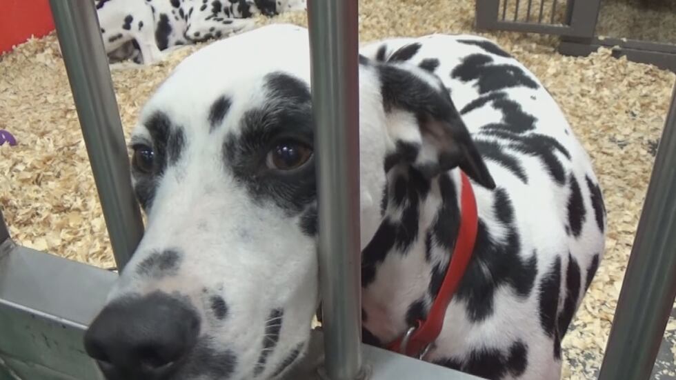The Budweiser Clydesdales hitch team is in Marion, Ill. for the week.