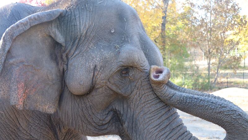 Asian elephant Donna