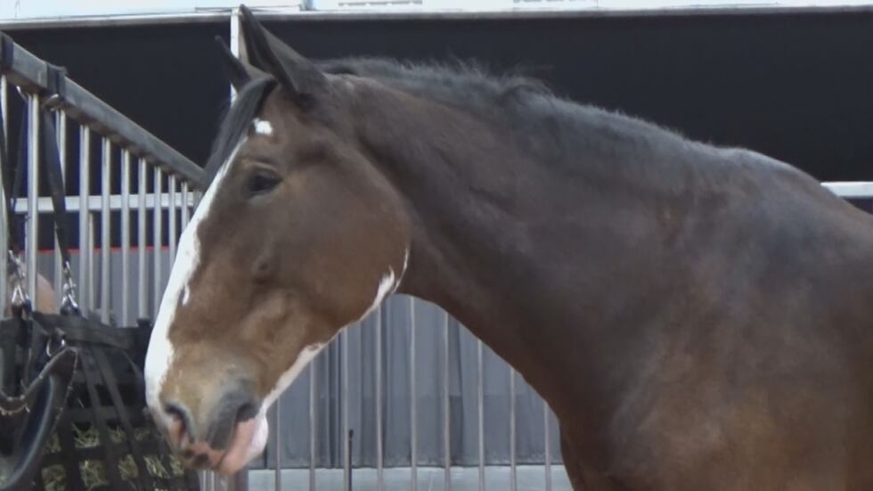 The Budweiser Clydesdales hitch team is in Marion, Ill. for the week.