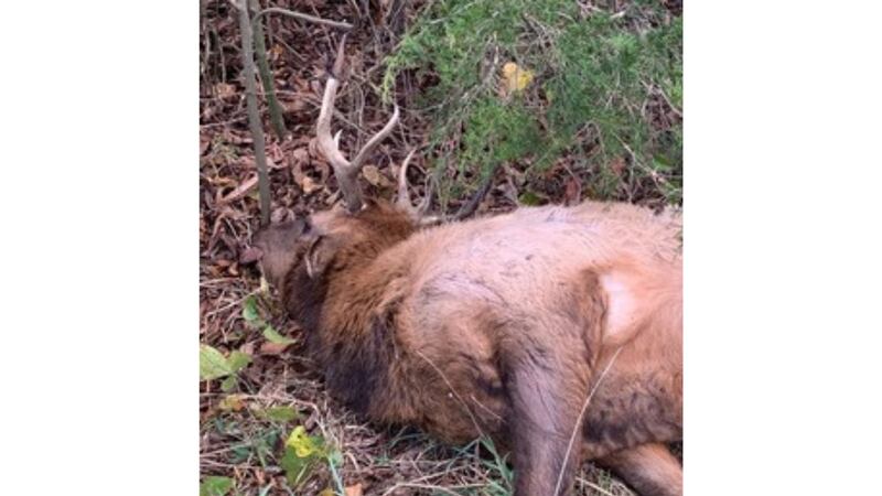 A bull elk was left killed near Klepzig Mill in Shannon County, Missouri this past weekend.