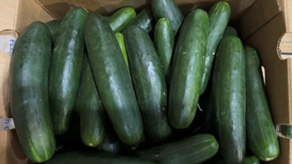 More than 50 hospitalized after eating cucumbers that may be contaminated with salmonella - Vimarsana News
