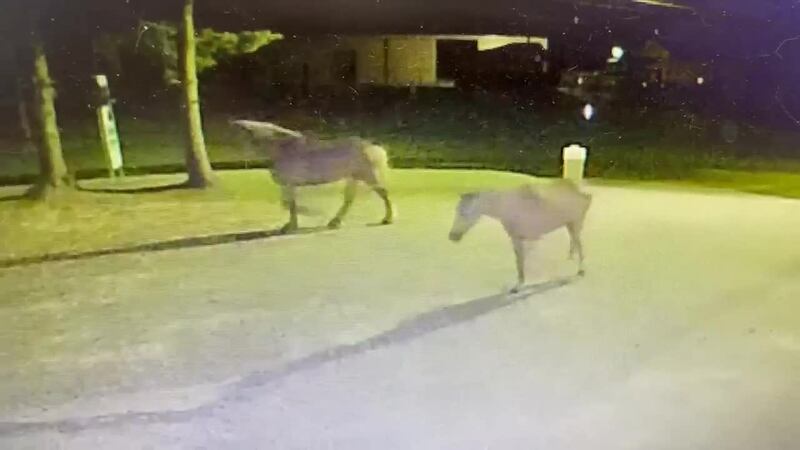 rescue ranch vandalized