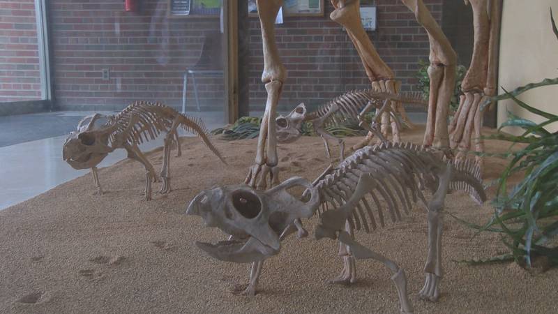 SIUC recently received the protoceraptors and is asking Illinois elementary and high schools to...